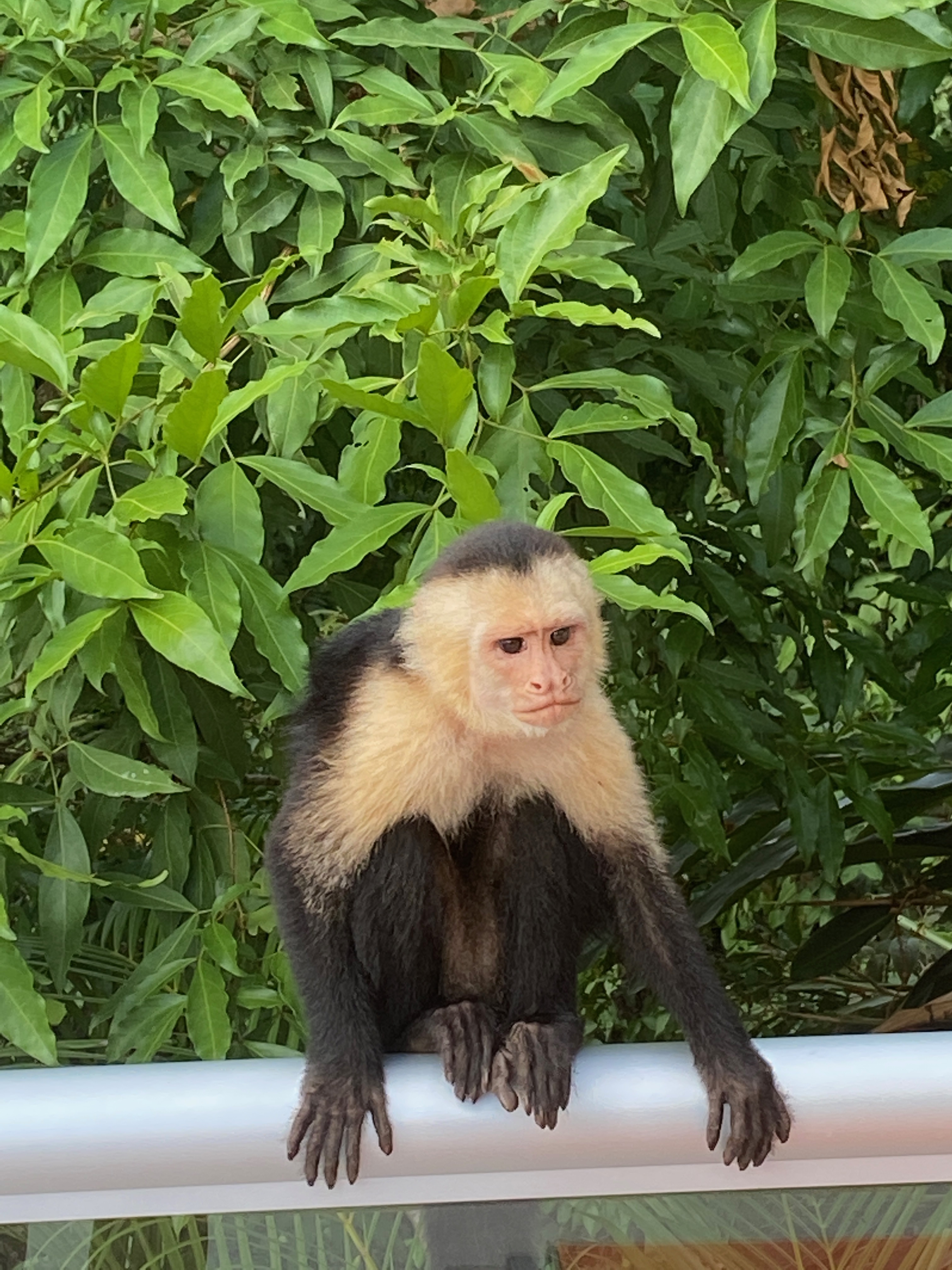 Costa Rica – Pura Vida!